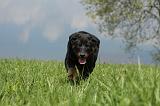 BEAUCERON - PUPPIES 190